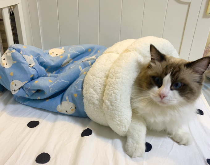 VelvetNest Cat & Small Dog Sleeping Bag